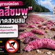 สัญญาณเตือนใต้ทะเล? ปลิงทะเลสีชมพูเกยฝั่ง