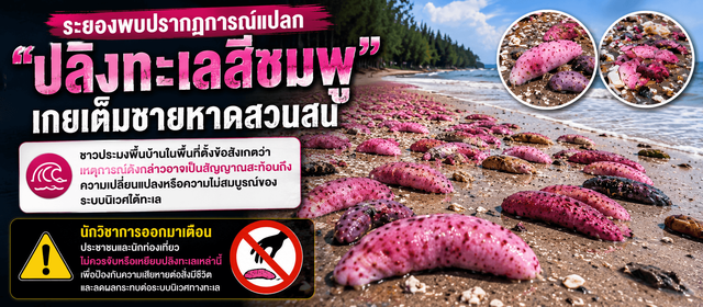 สัญญาณเตือนใต้ทะเล? ปลิงทะเลสีชมพูเกยฝั่ง